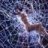 webcatcher